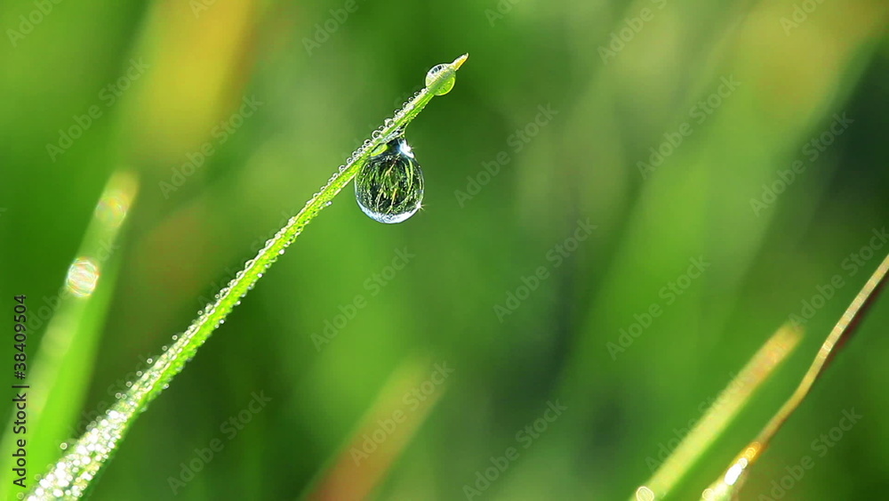green grass and drops of morning dew