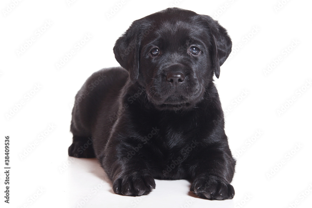 Labrador puppy on white background Labrador puppy on white background