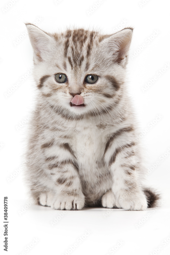 Obraz premium Little Kitten on white background