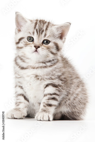 Little Kitten on white background © Dixi_