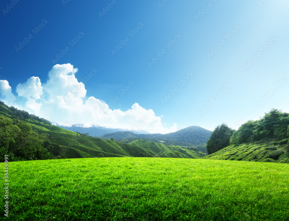 Naklejka premium field of spring grass and mountain