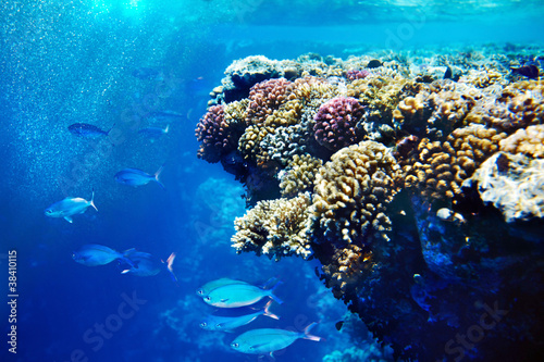 Group of coral fish.
