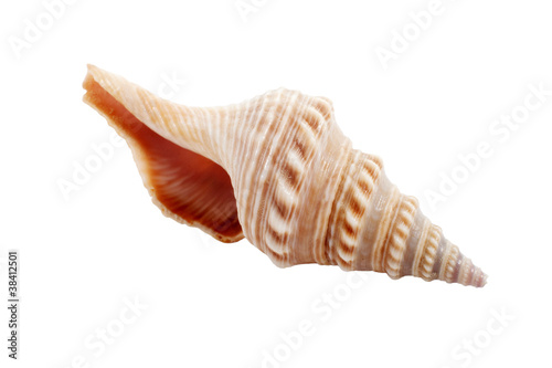 Photo seashell on white background