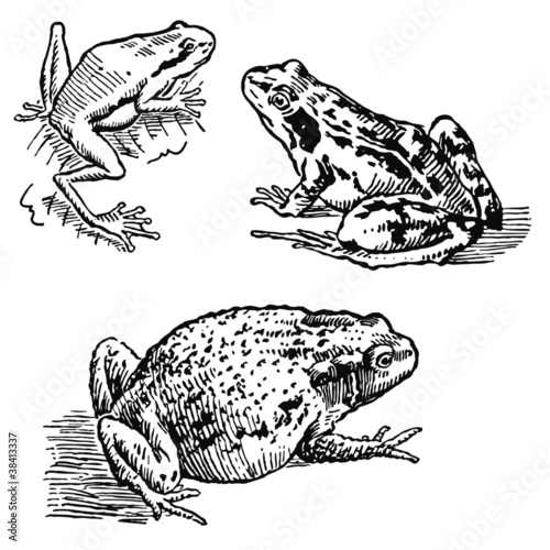 Rainette, grenouille, crapaud.