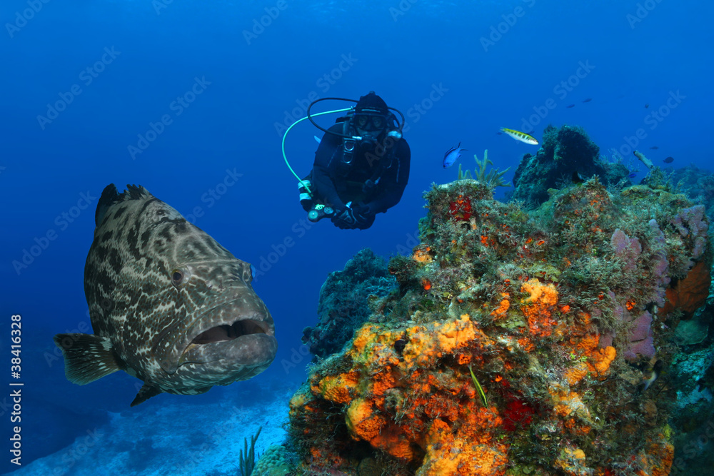 Huge Black Grouper and Scuba Diver over a Coral Reef - Cozumel Stock ...