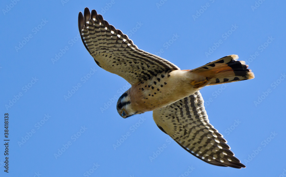 Fototapeta premium American Kestrel (Falco sparverius)