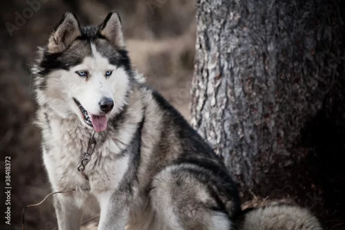 Obraz Husky dog