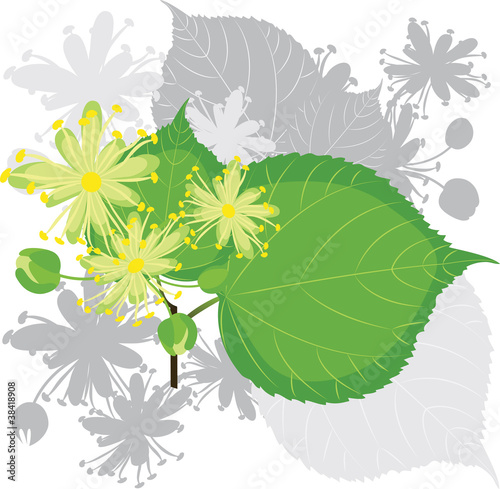 Linden flowers with foliage