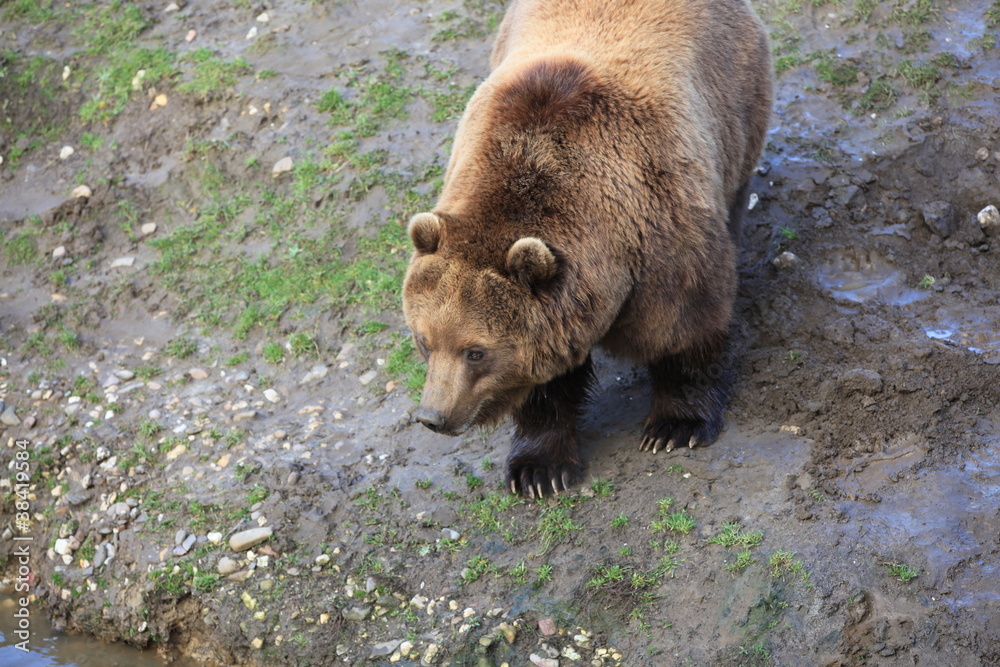 Kodiakbär in Nahaufnahme