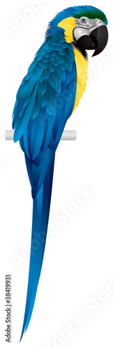 Parrot, blue-and-Yellow Macaw