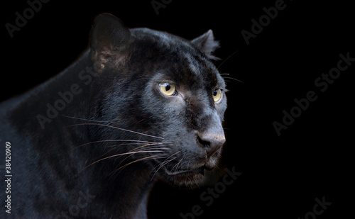 Canvas Print Black Panther