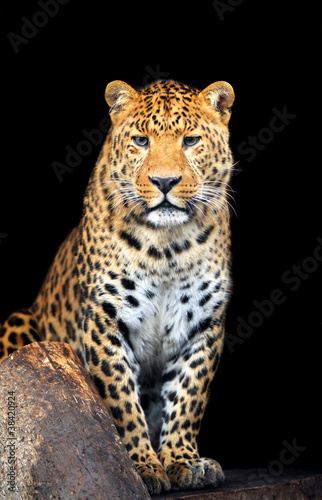 Leopard