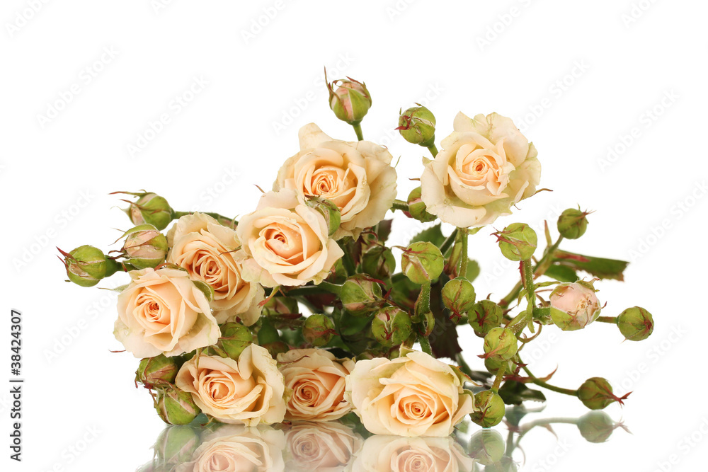Small roses isolated on white Small roses isolated on white