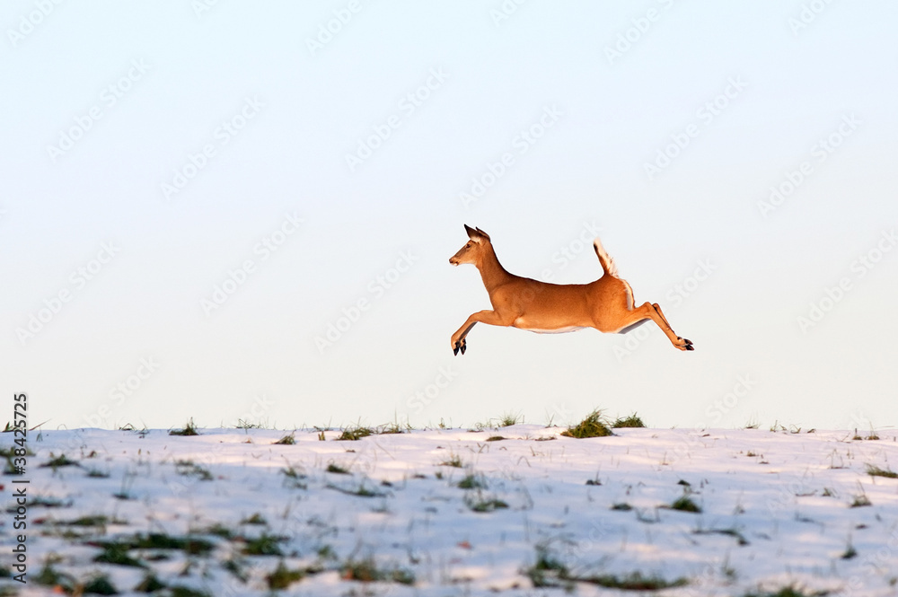 Whitetail Deer on the Run