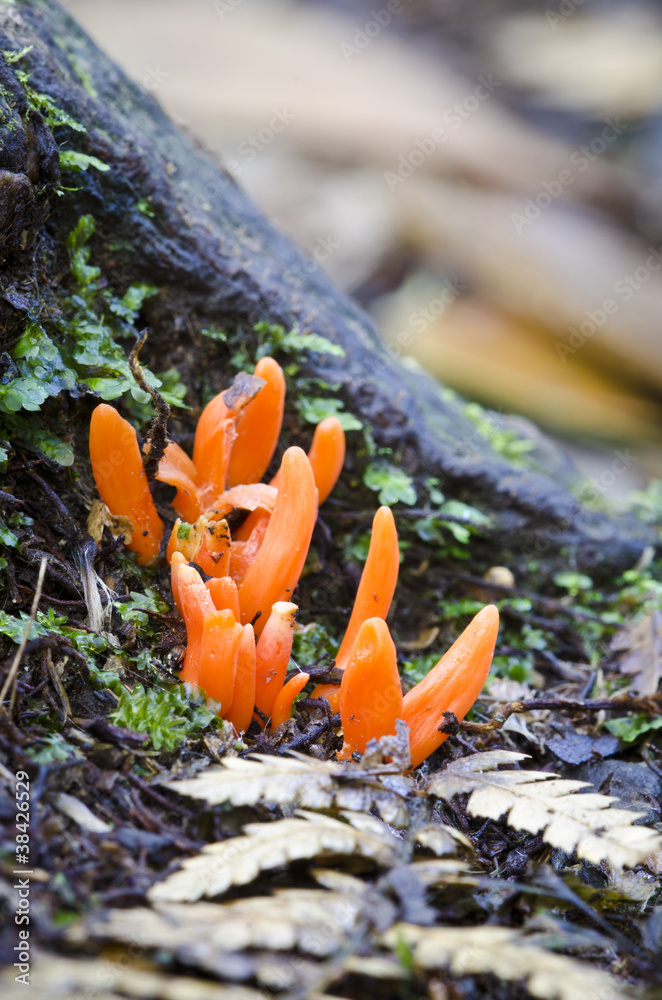 Obraz premium Clavaria fungi, rainforest, Tasmania, Australia