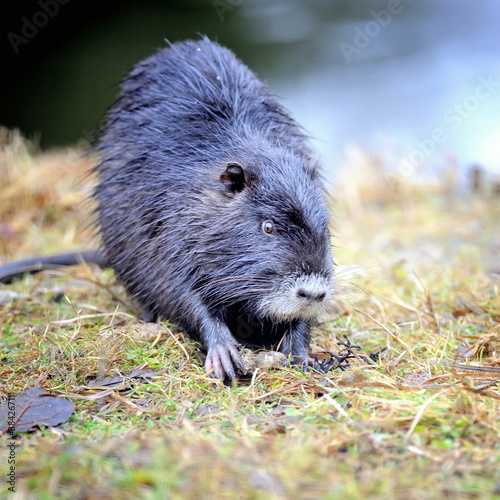 Muskrat