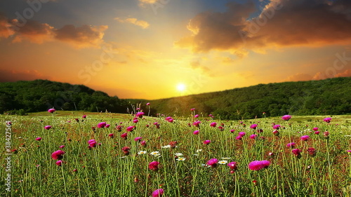 valley with camomile flowers