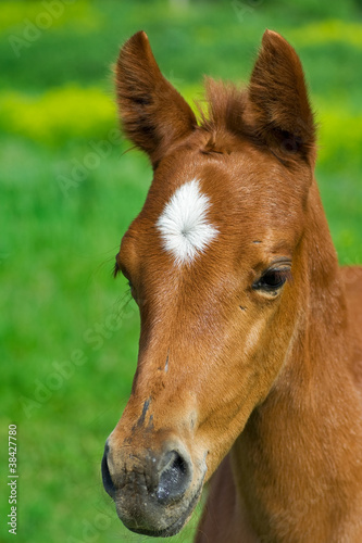 portrait of young horse