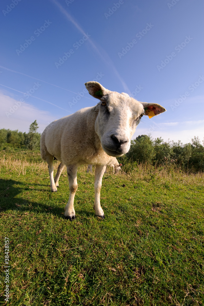 Fototapeta premium Curious sheep
