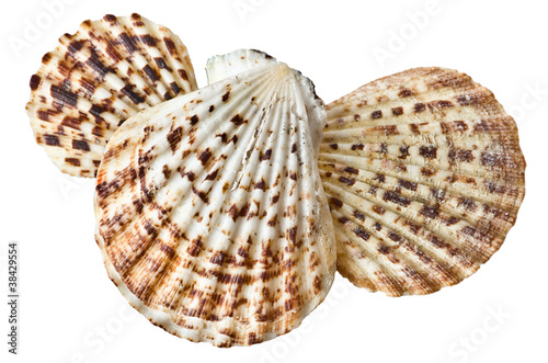 Scallops in isolated white background