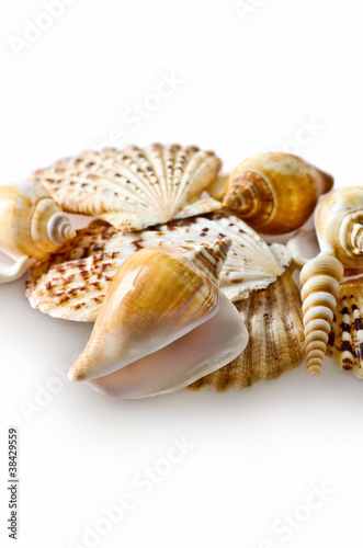 Seashells on isolated white background