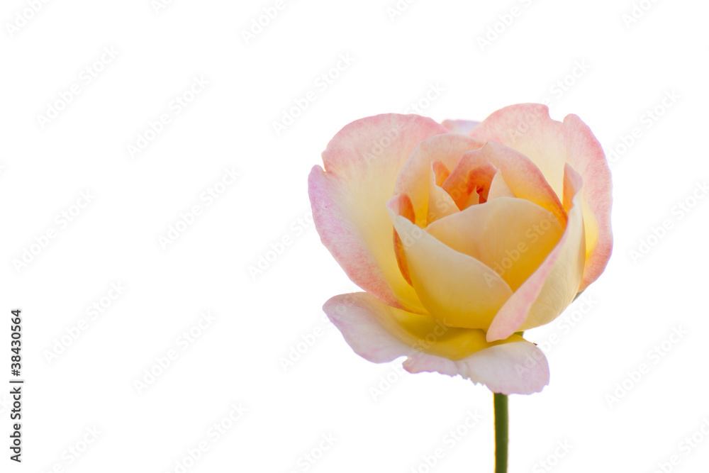 single yellow-pink rose isolated on white background single yellow-pink rose isolated on white background