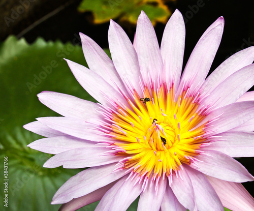 Pink tropical lotus.