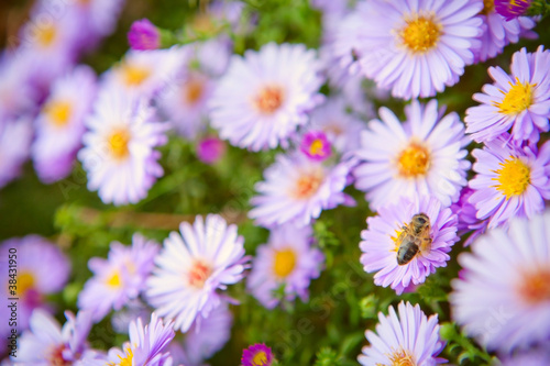 Bee on flowers