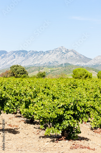 vineyars in Languedoc-Roussillon, France
