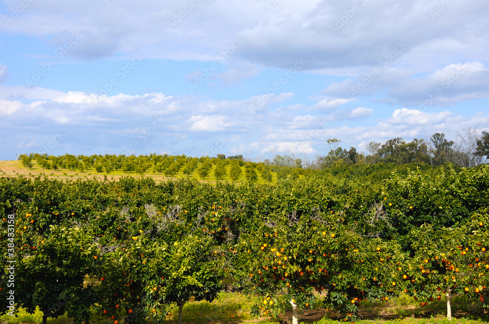 orange garden