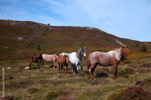 Wild Ponies
