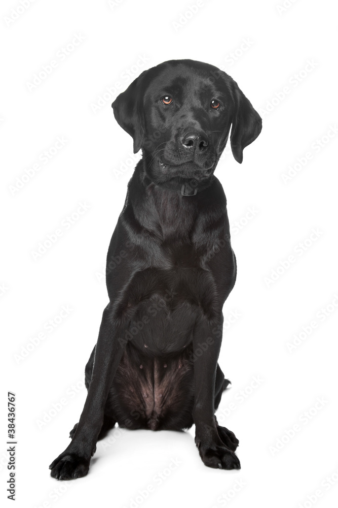 Black Labrador Retriever