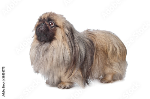 Foto Pekingese