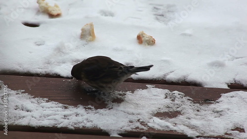 Hungry winter bird