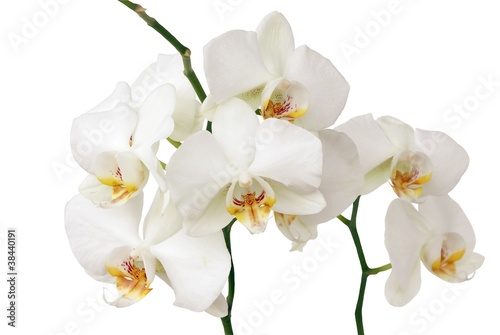 white orchid © Maria Brzostowska