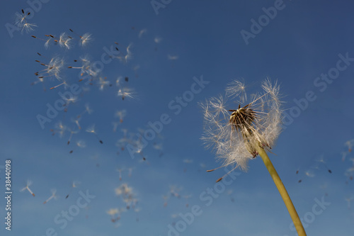 Dandelion seeds in the air.