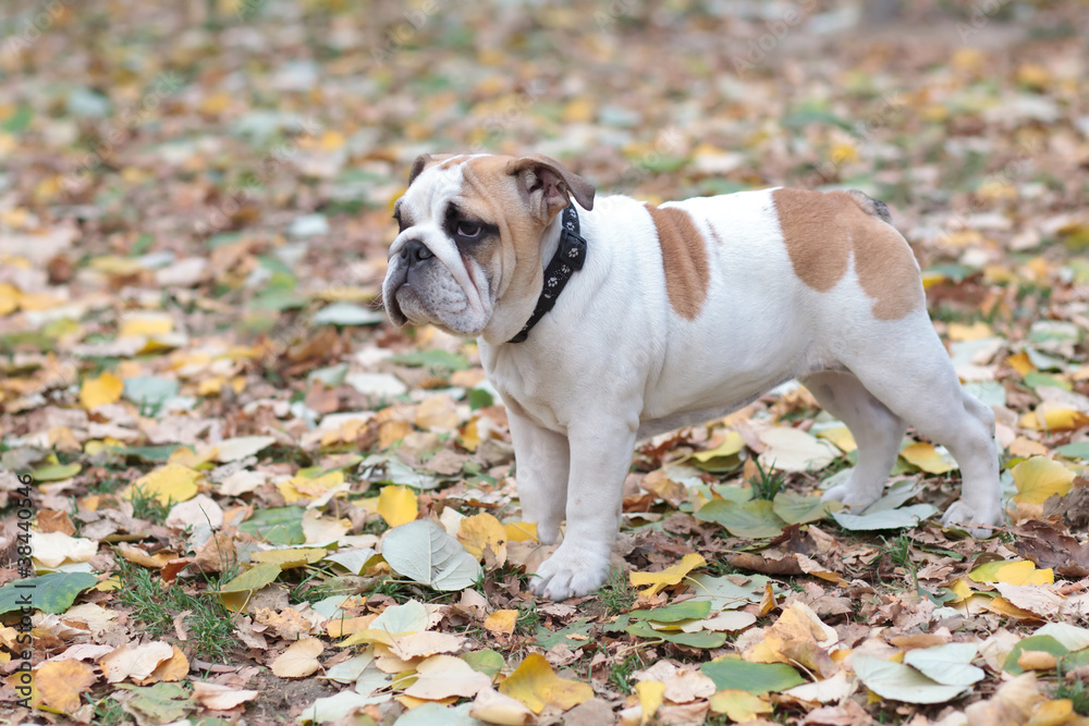 english bulldog