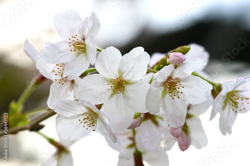 桜の花