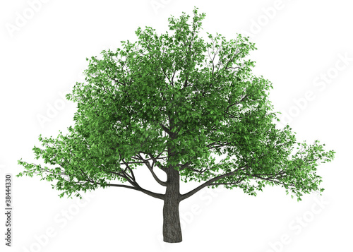 pedunculate oak tree isolated on white background