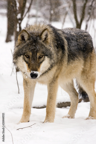 European gray wolf (Canis lupus) in winter