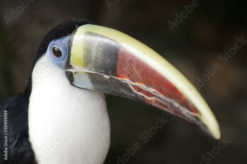 Red-billed Toucan