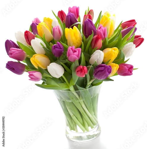 Fresh spring tulips © victoria p.