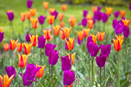 Yellow and Purple Tulips