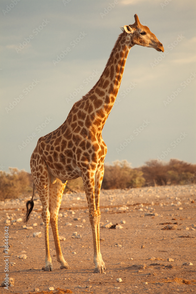 Obraz premium Giraffe profile