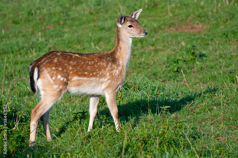 Deer in a Grass