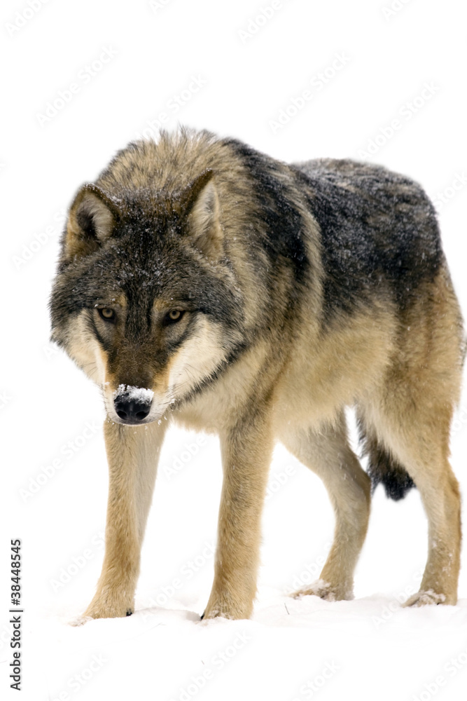 Gray wolf (Canis lupus) isolated
