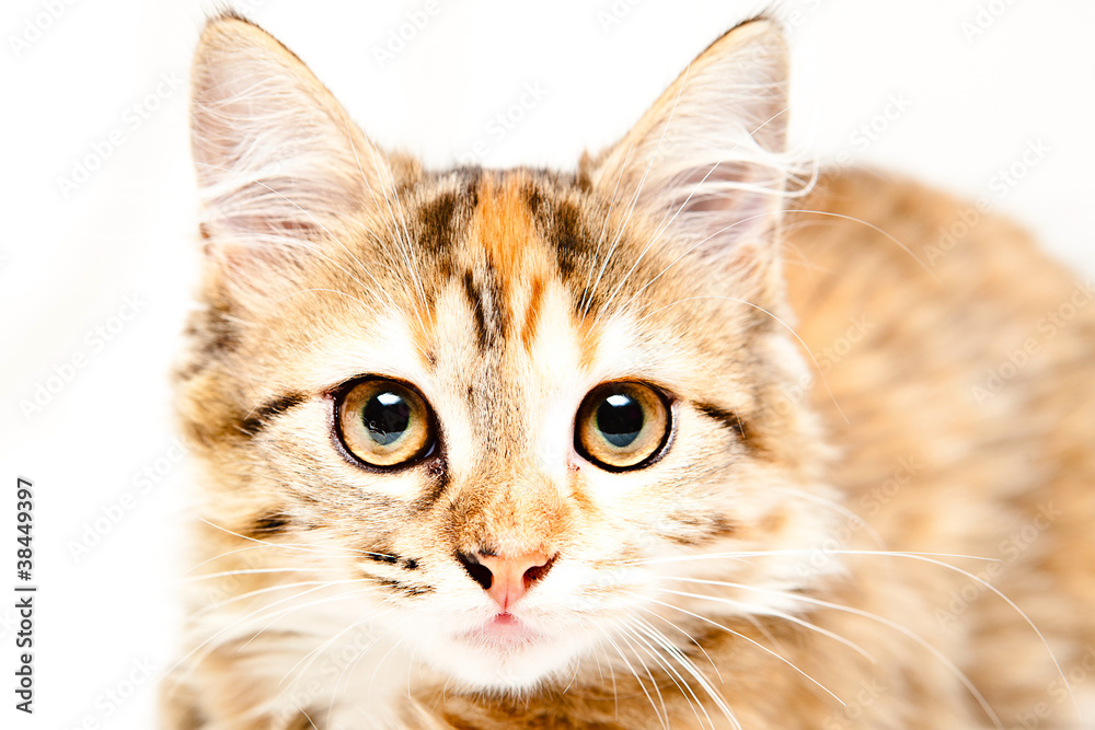 Kitty in white background