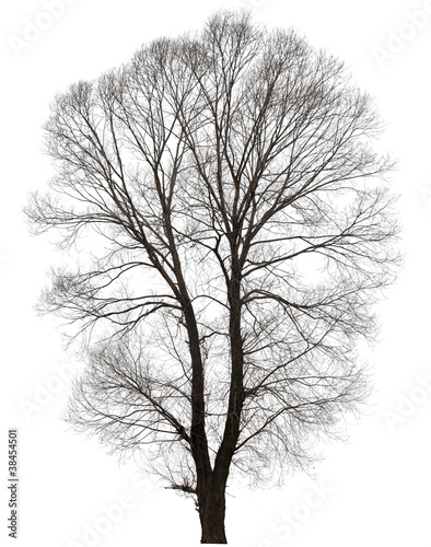 large bare tree without leaves.