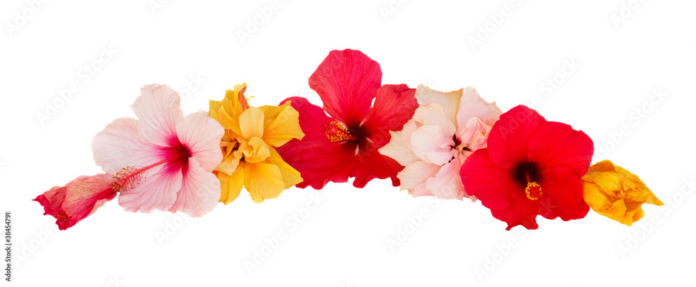 Obraz premium hibiscus flower border