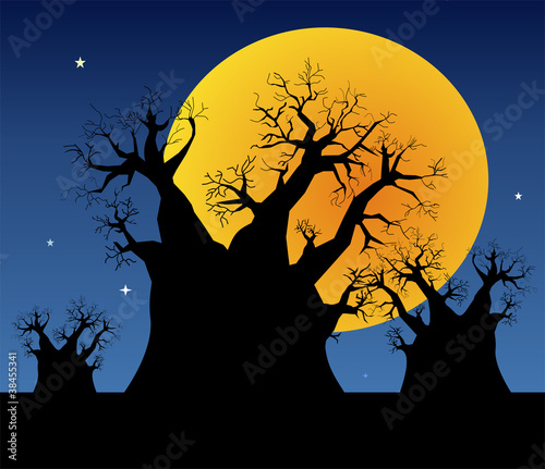 Night landscape with baobab trees